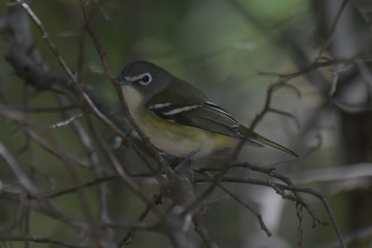 Blue-headed Vireo - ML643773159
