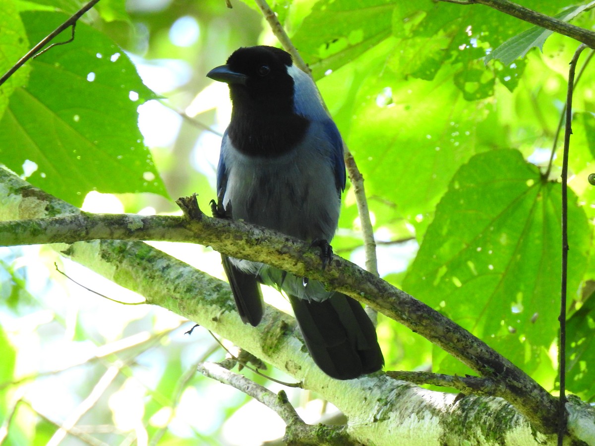 カオグロルリサンジャク - ML643773170