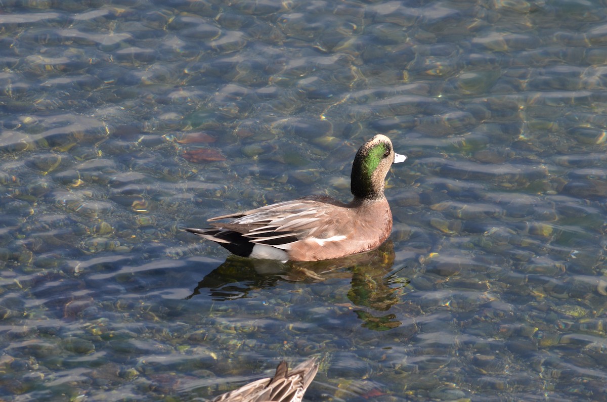 アメリカヒドリ - ML643773174