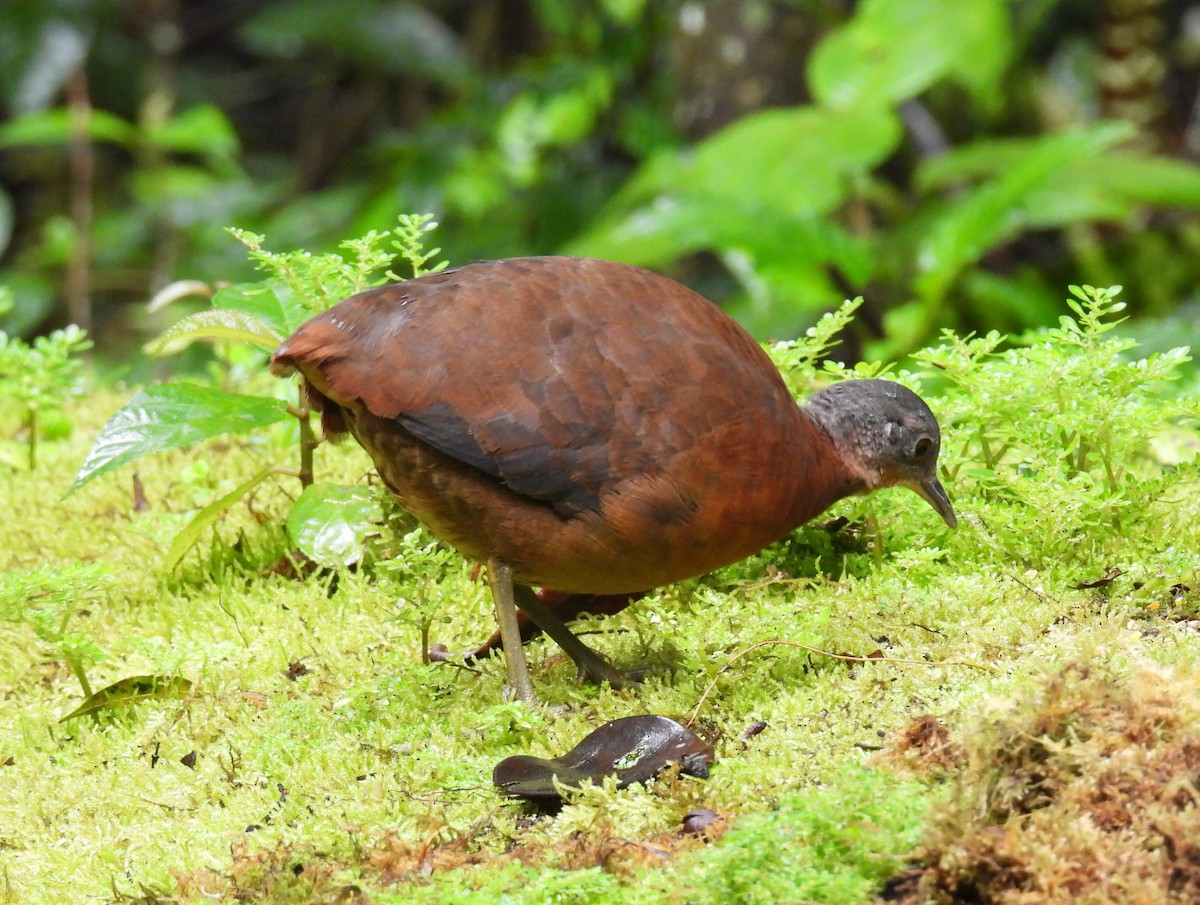 コシギダチョウ - ML643773179