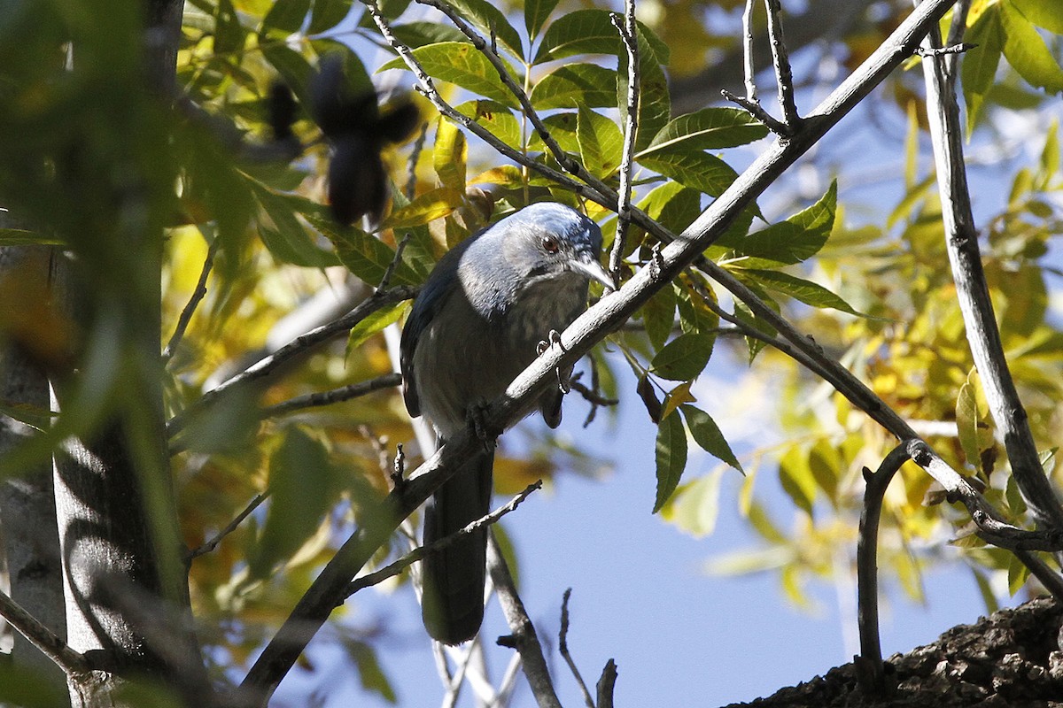 Woodhouse's Scrub-Jay - ML643773195