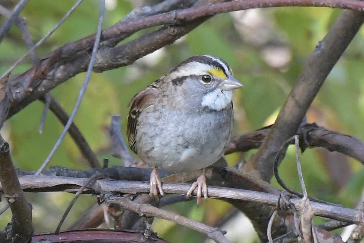 White-throated Sparrow - ML643773215