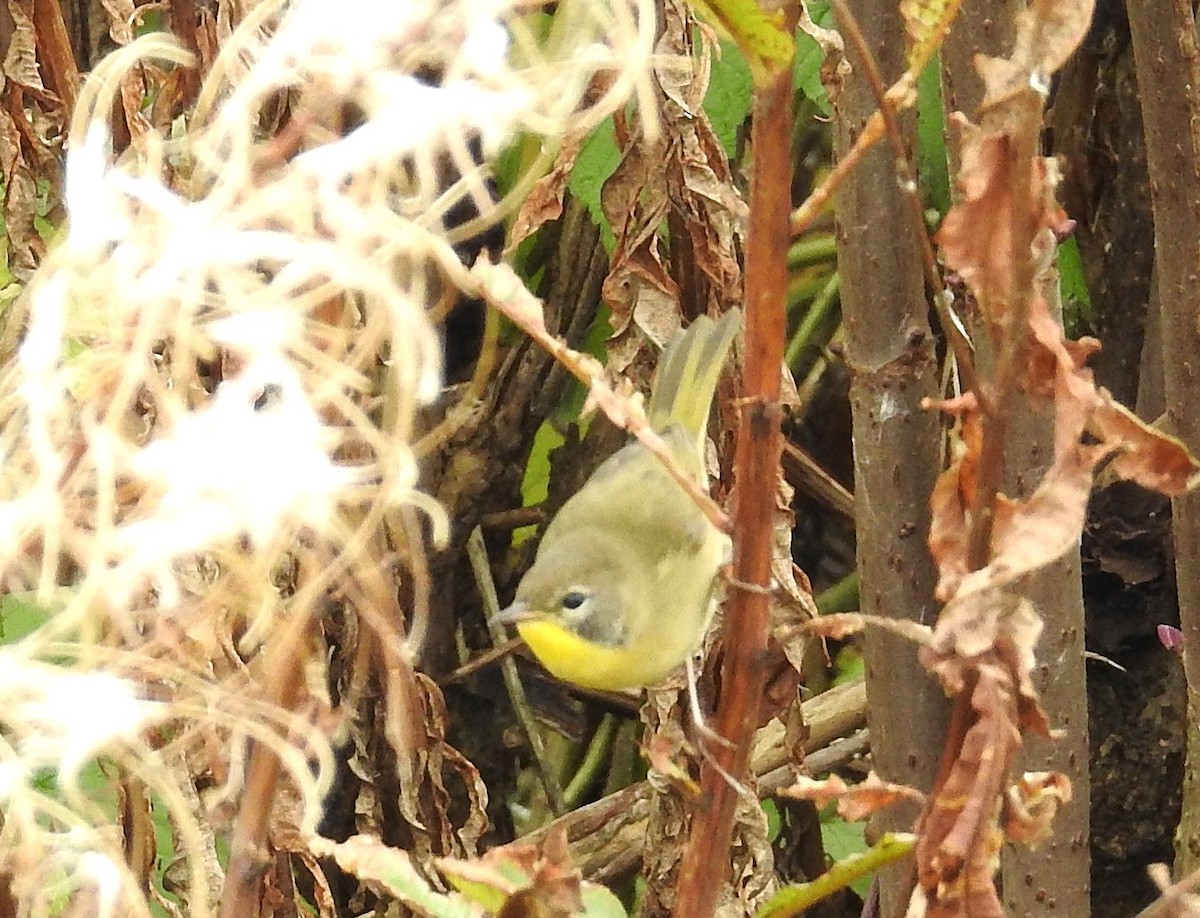 Common Yellowthroat - ML643773219