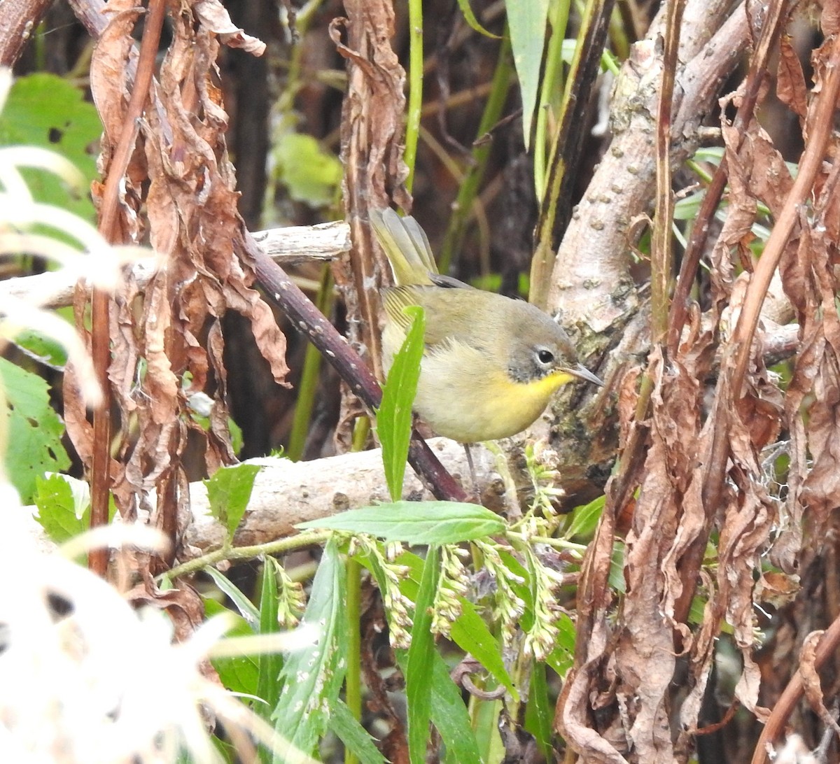 Common Yellowthroat - ML643773220