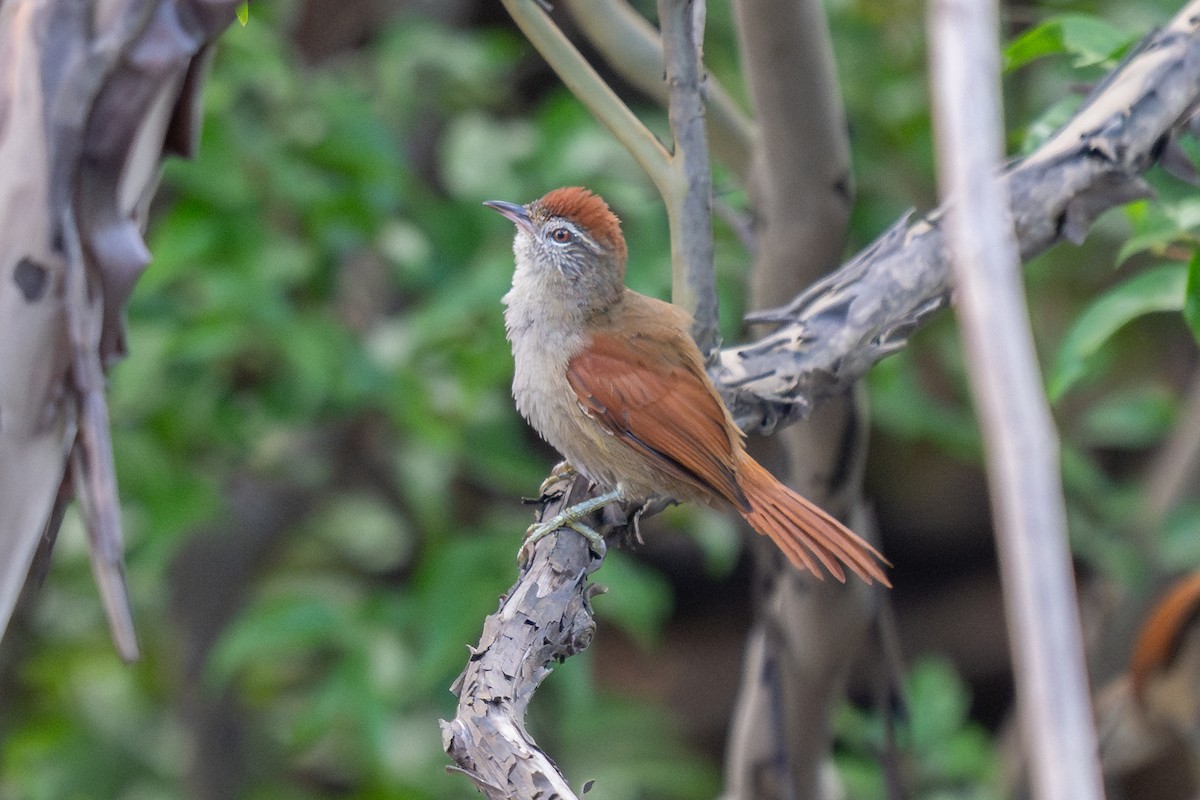 Rusty-backed Spinetail - ML643773242