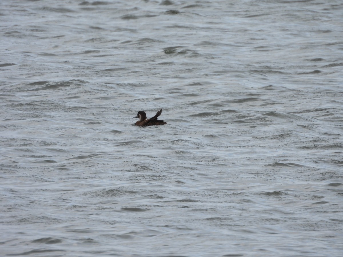 Southern Pochard - ML643773252