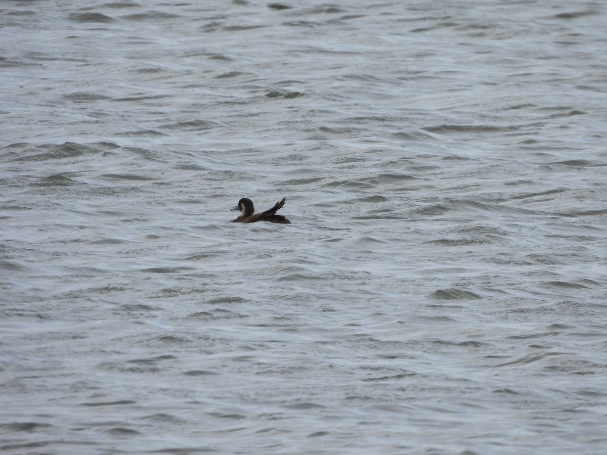 Southern Pochard - ML643773253