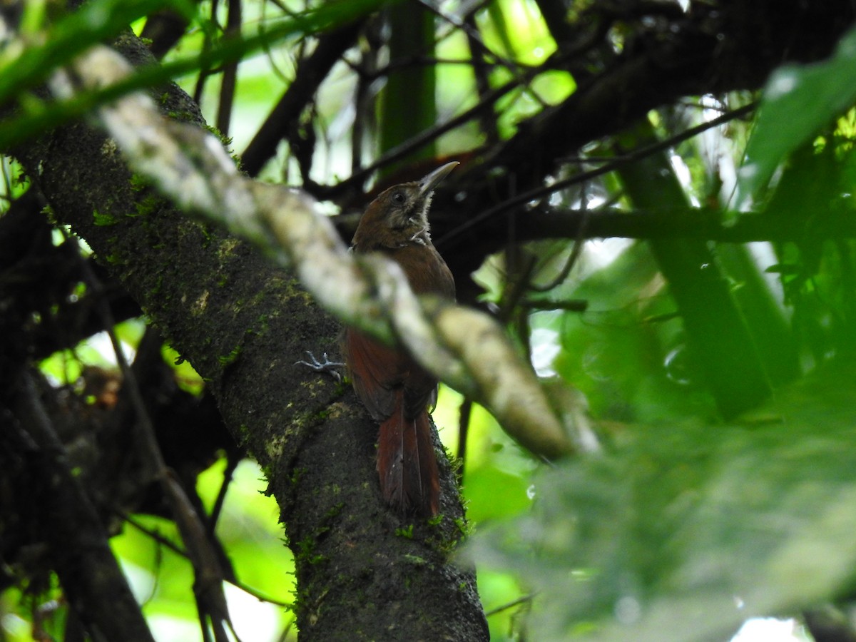 Plain-brown Woodcreeper - ML643773256