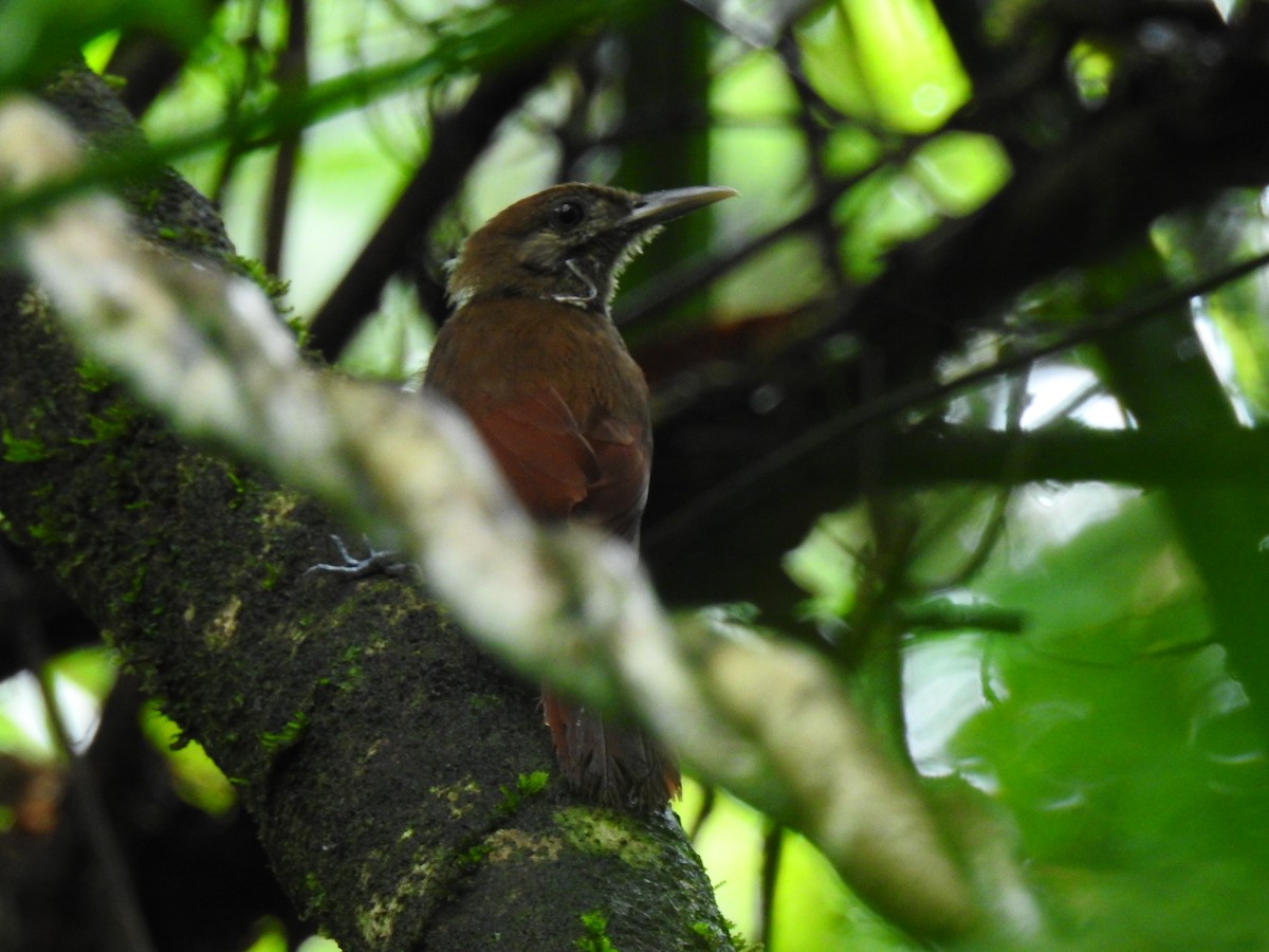 Plain-brown Woodcreeper - ML643773268
