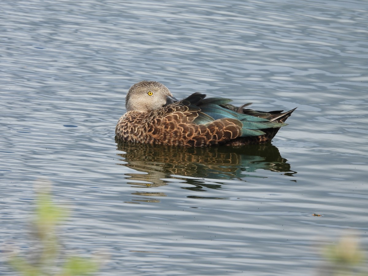 Cape Shoveler - ML643773290