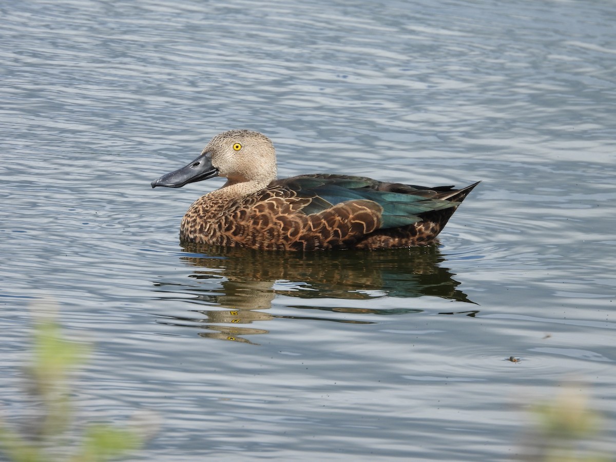 Cape Shoveler - ML643773291