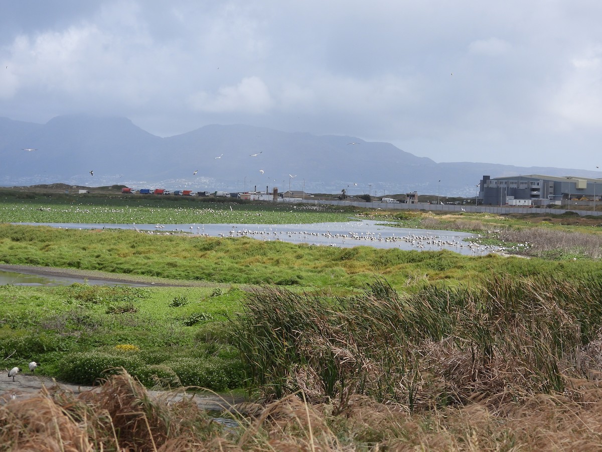 Cape Shoveler - ML643773293