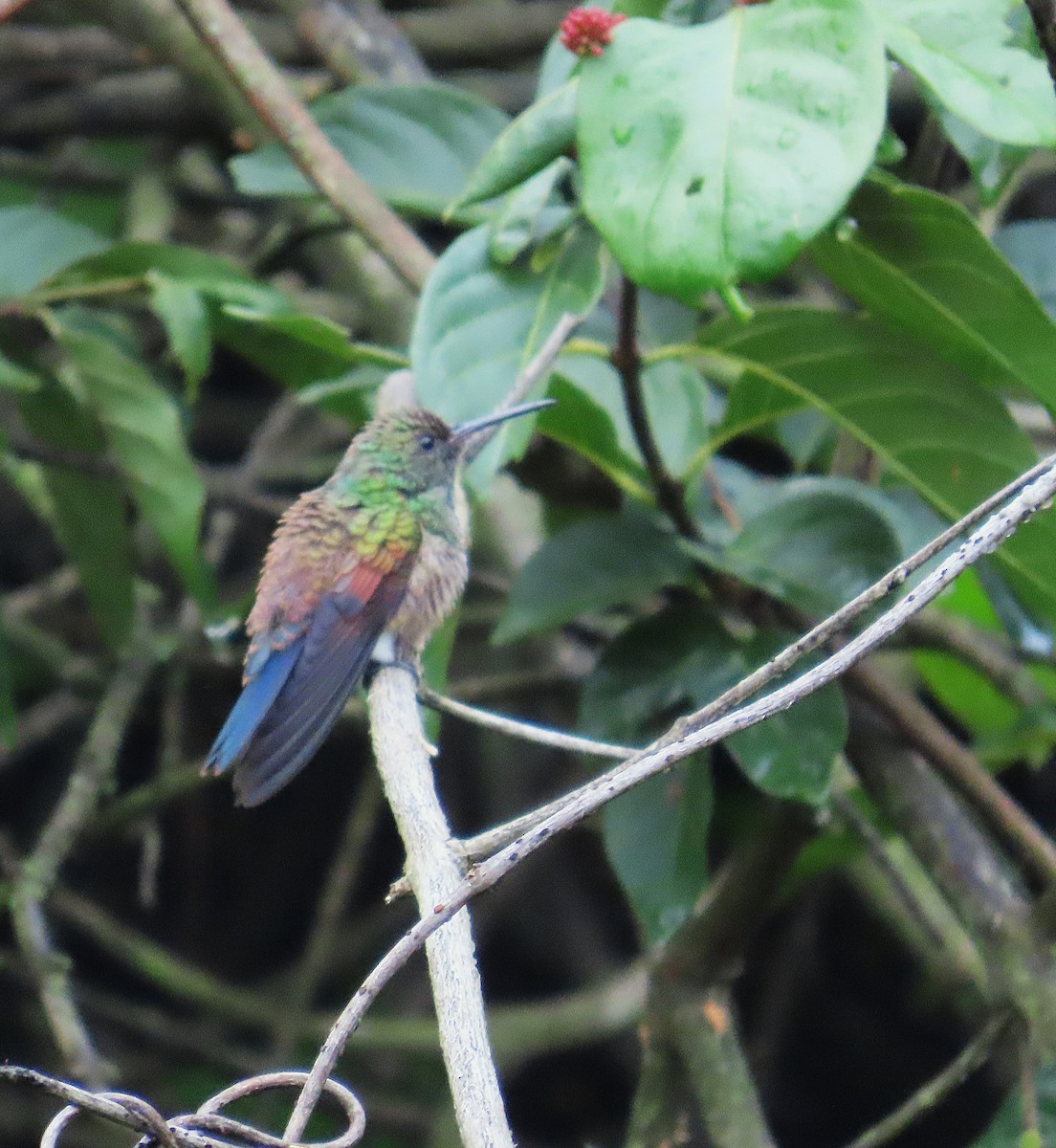 Амазилія-берил синьохвоста - ML643773326