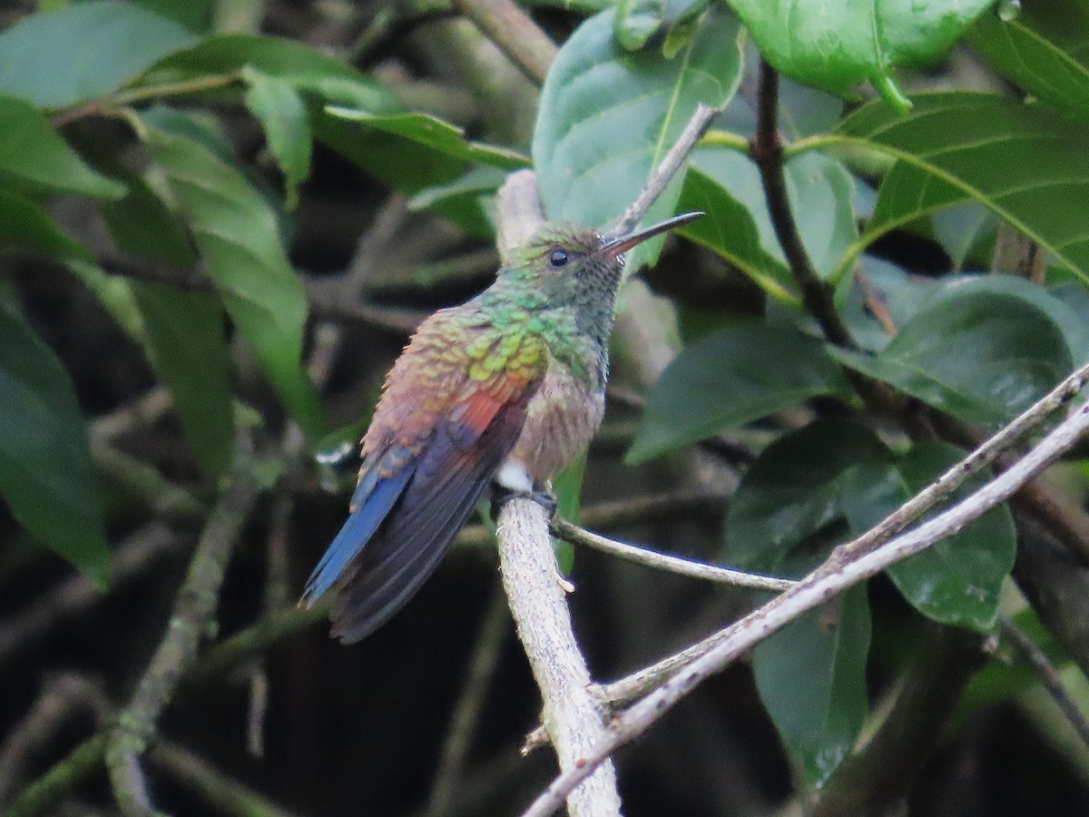 Амазилія-берил синьохвоста - ML643773327