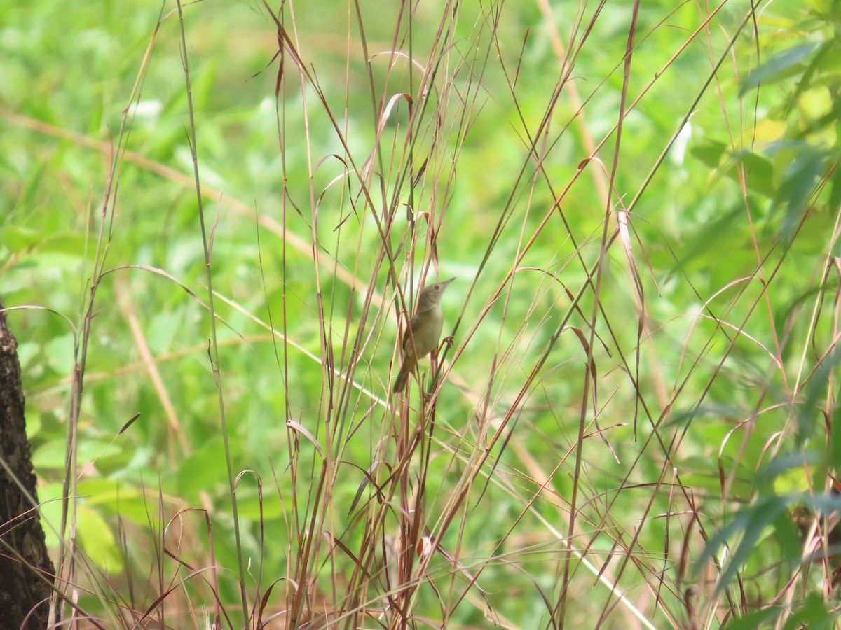 Dorst's Cisticola - ML643773333