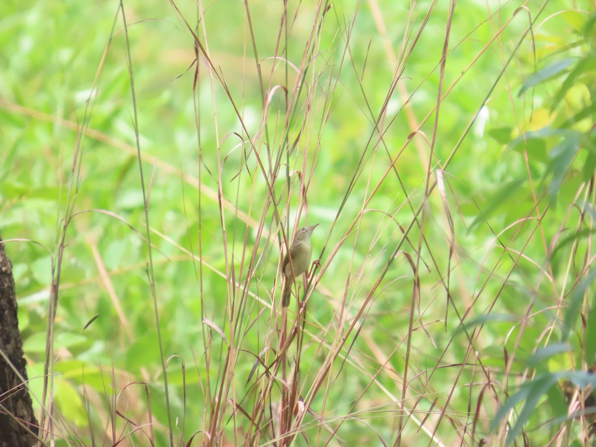 Dorst's Cisticola - ML643773334
