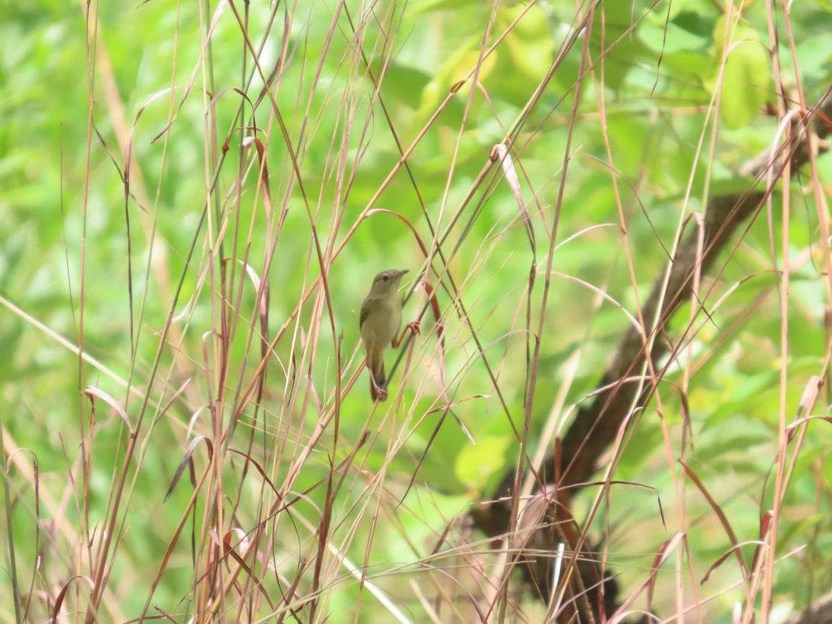 Dorst's Cisticola - ML643773336