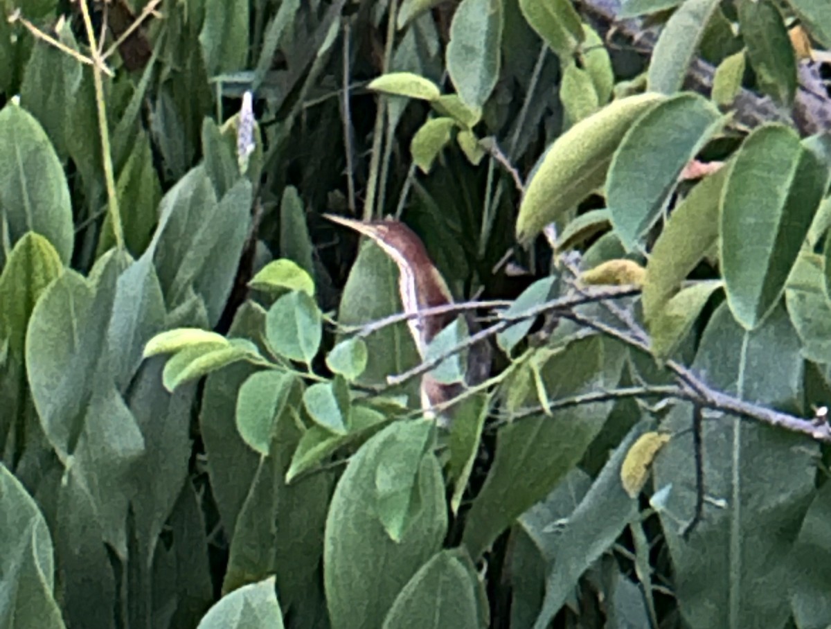 Least Bittern - ML643773342