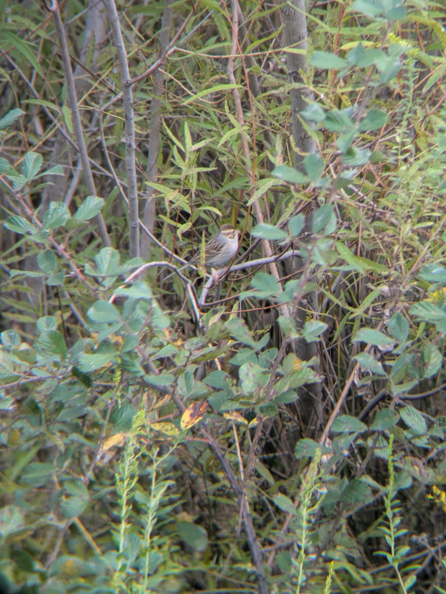 Clay-colored Sparrow - ML643773362