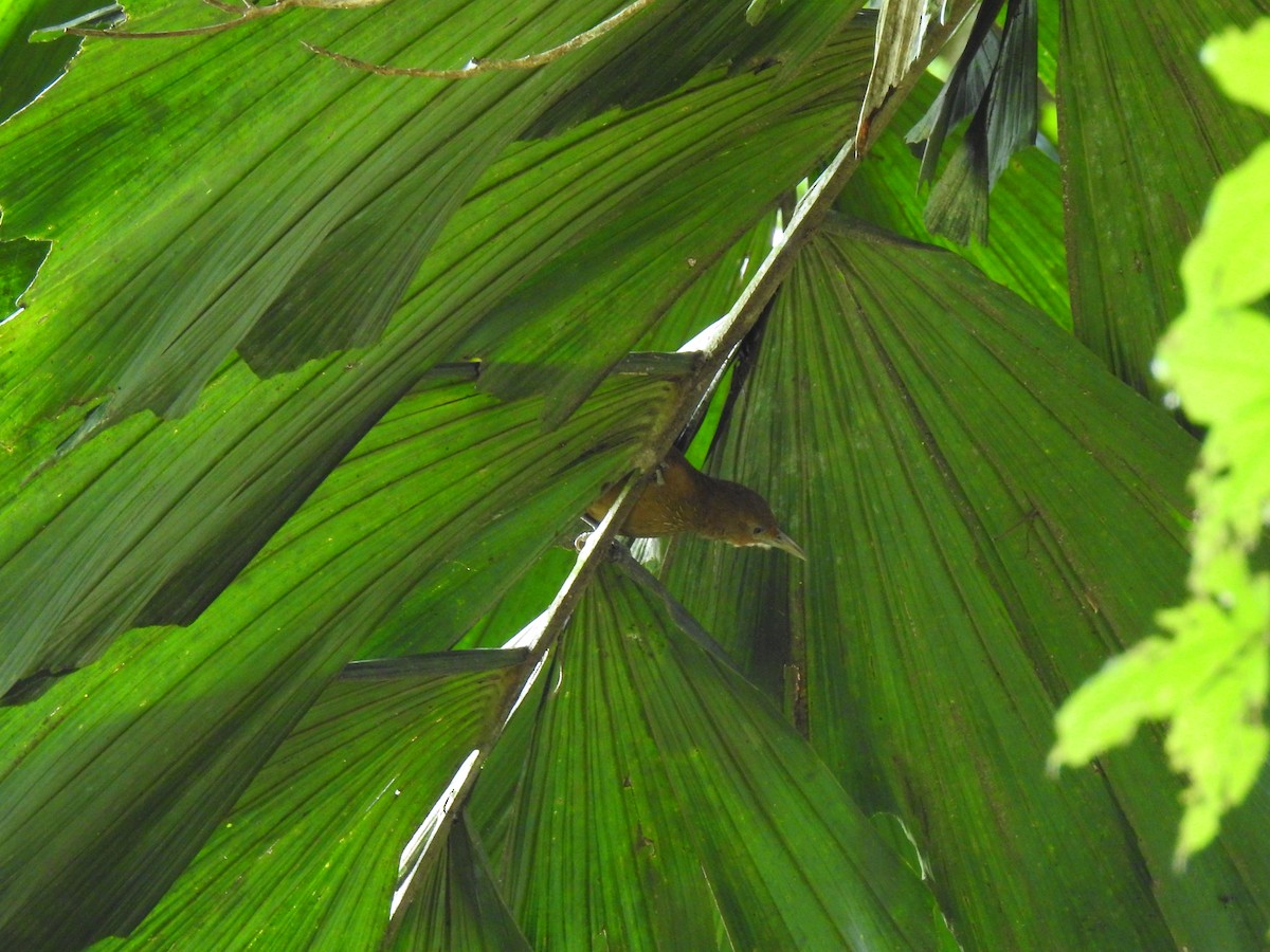Cinnamon-throated Woodcreeper - ML643773363