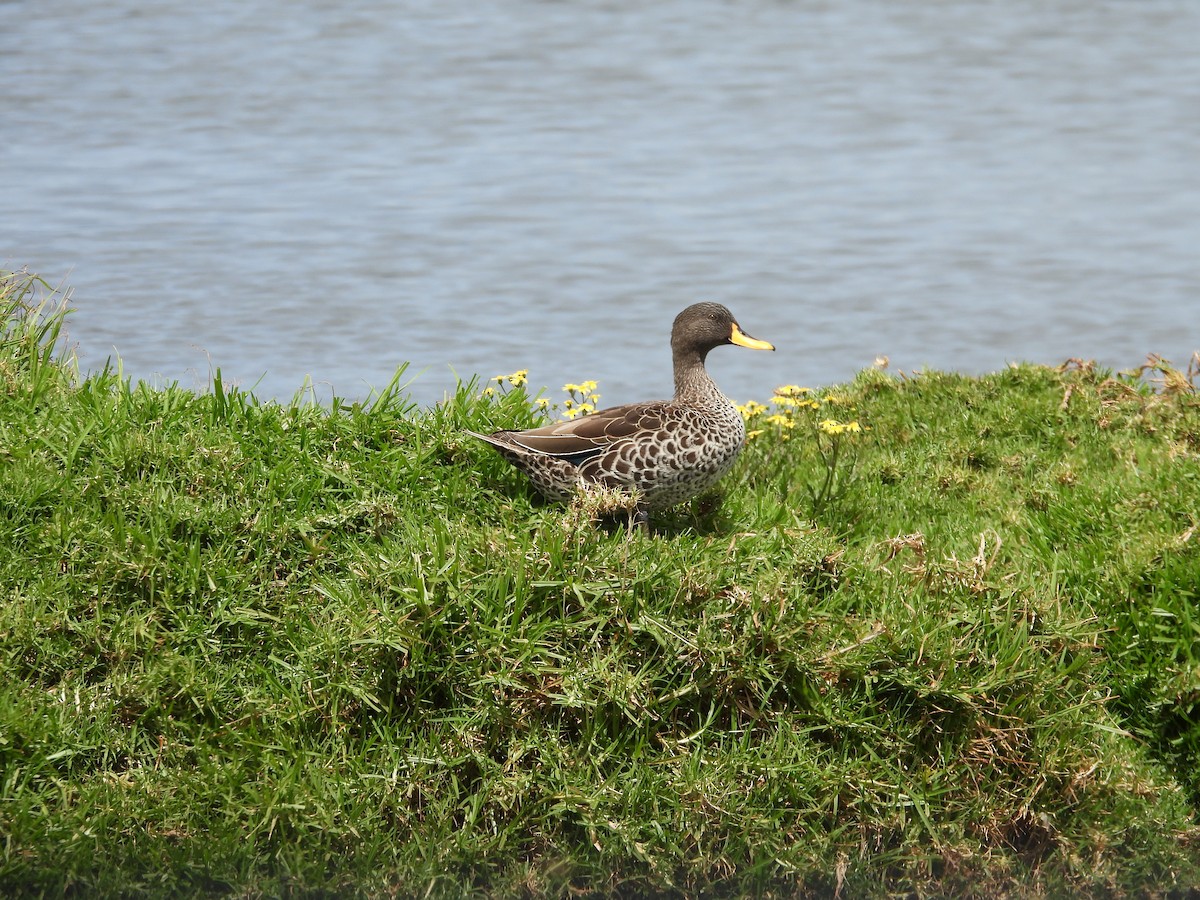 Yellow-billed Duck - ML643773370