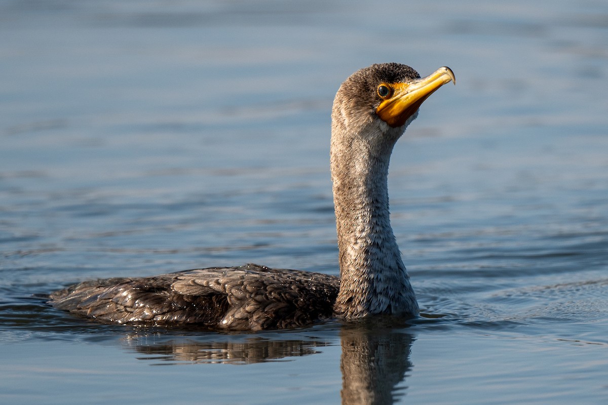 Double-crested Cormorant - ML643773382