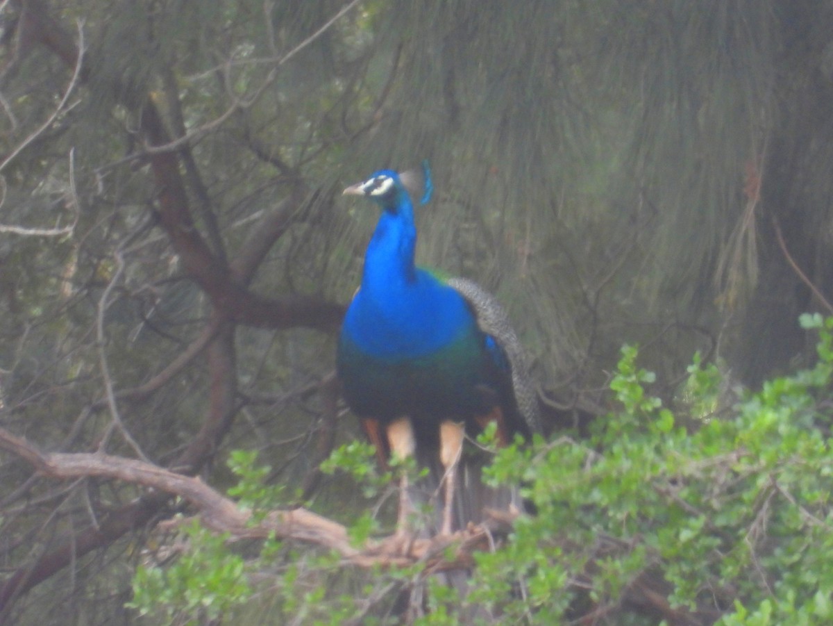 Indian Peafowl (Domestic type) - ML643773388