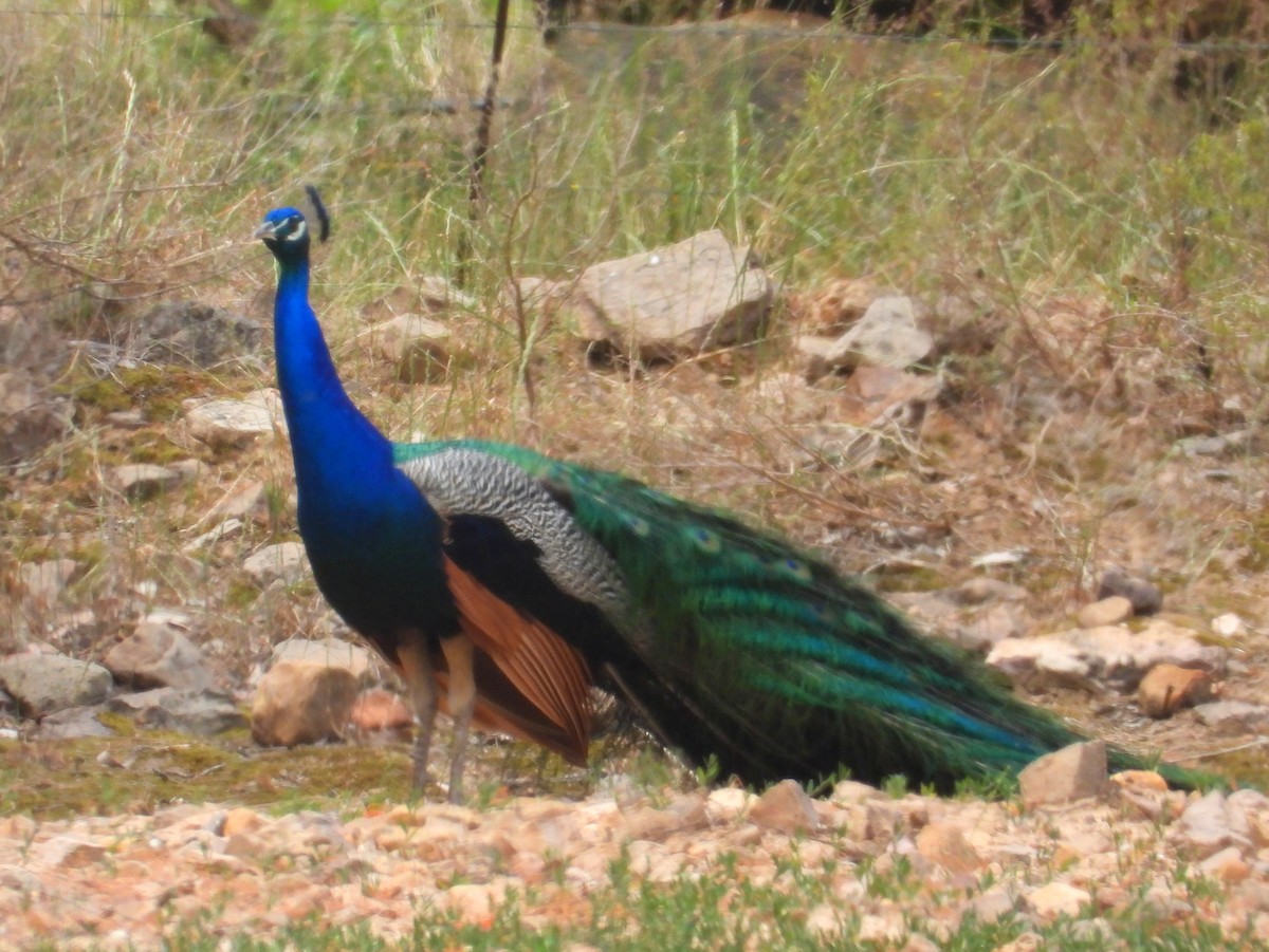 Indian Peafowl (Domestic type) - ML643773391