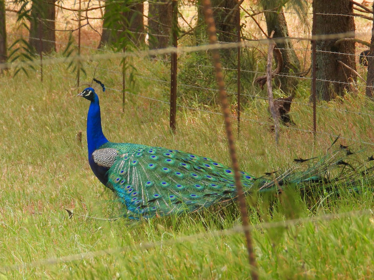 Indian Peafowl (Domestic type) - ML643773392