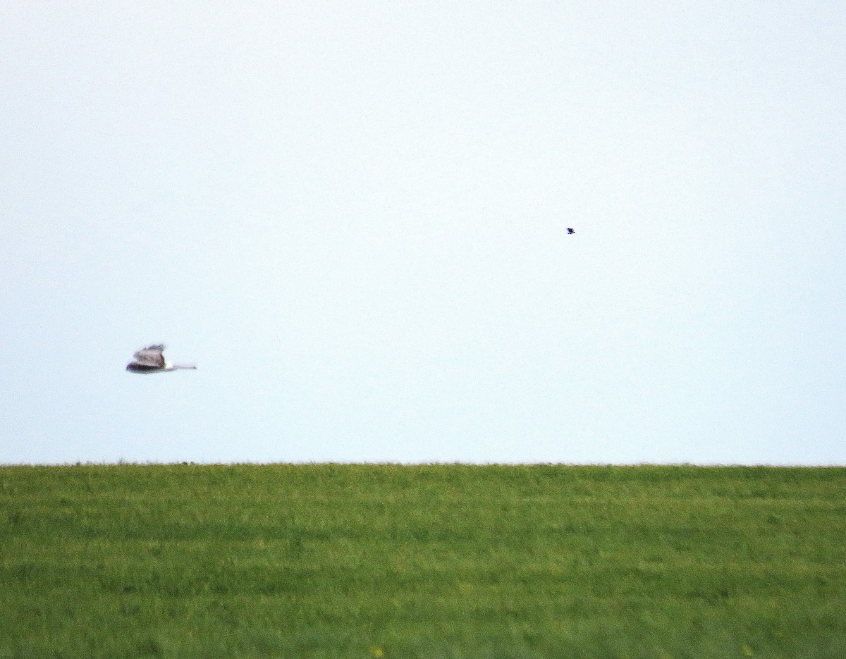 Northern Harrier - ML643773400