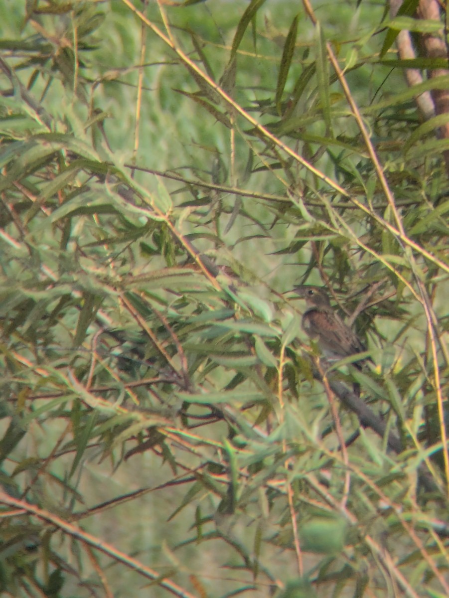 Dickcissel - ML643773401