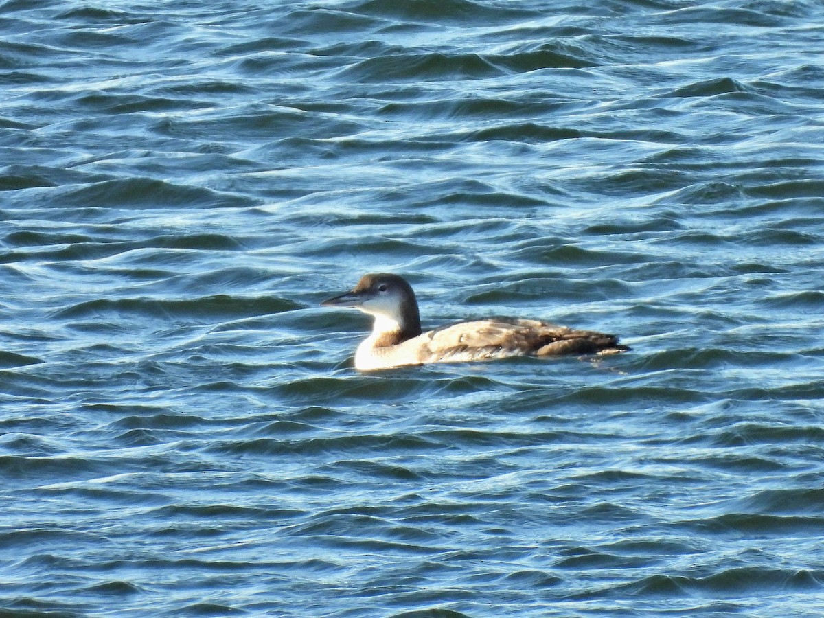 Common Loon - ML643773402