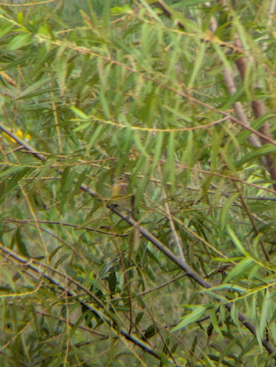 Dickcissel - ML643773406
