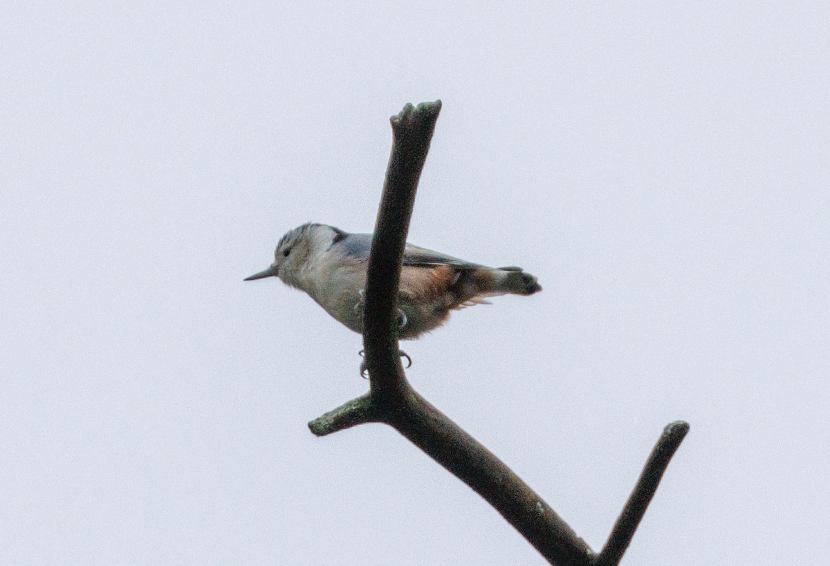 White-breasted Nuthatch - ML643773425