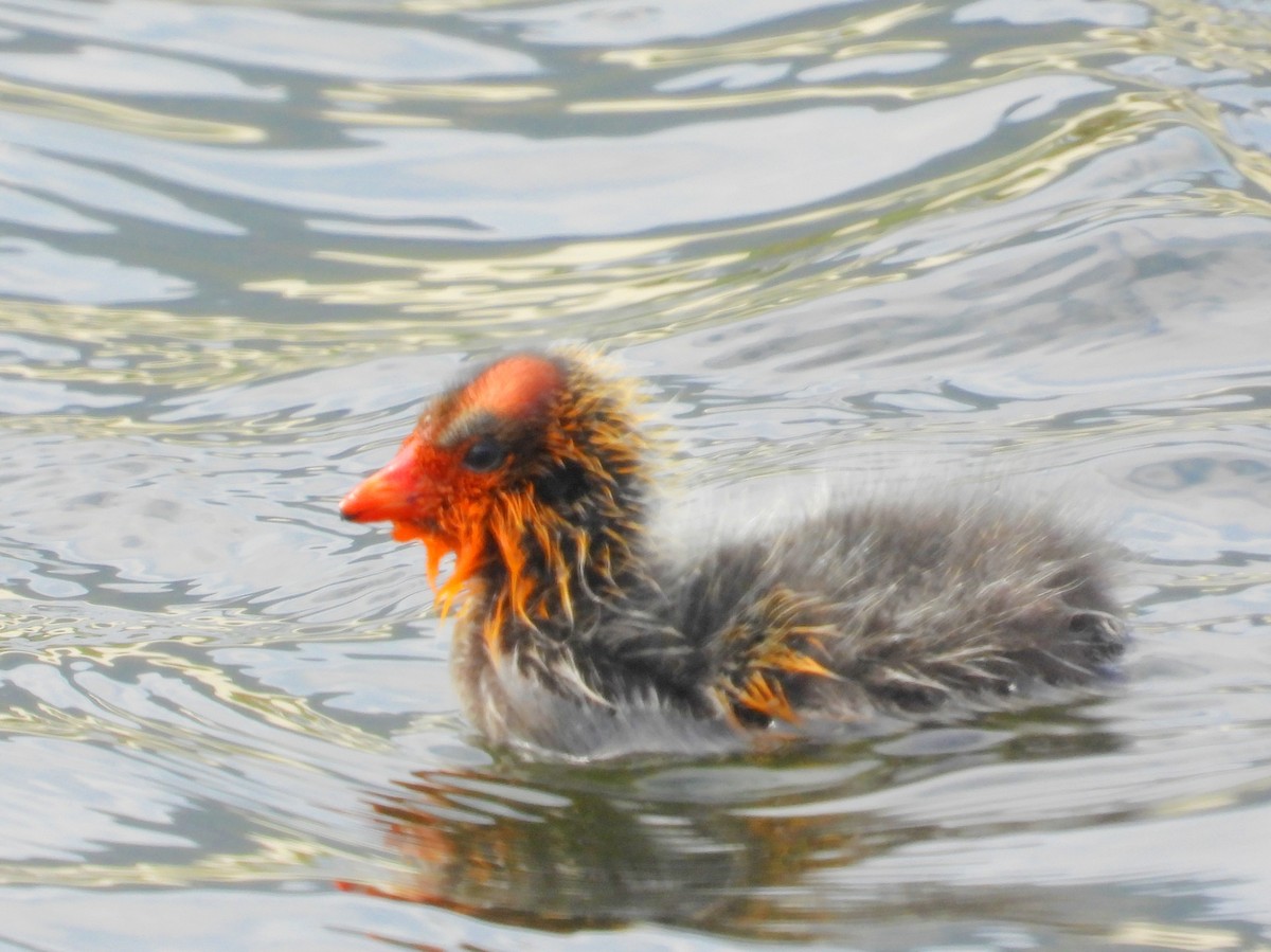 Red-knobbed Coot - ML643773428