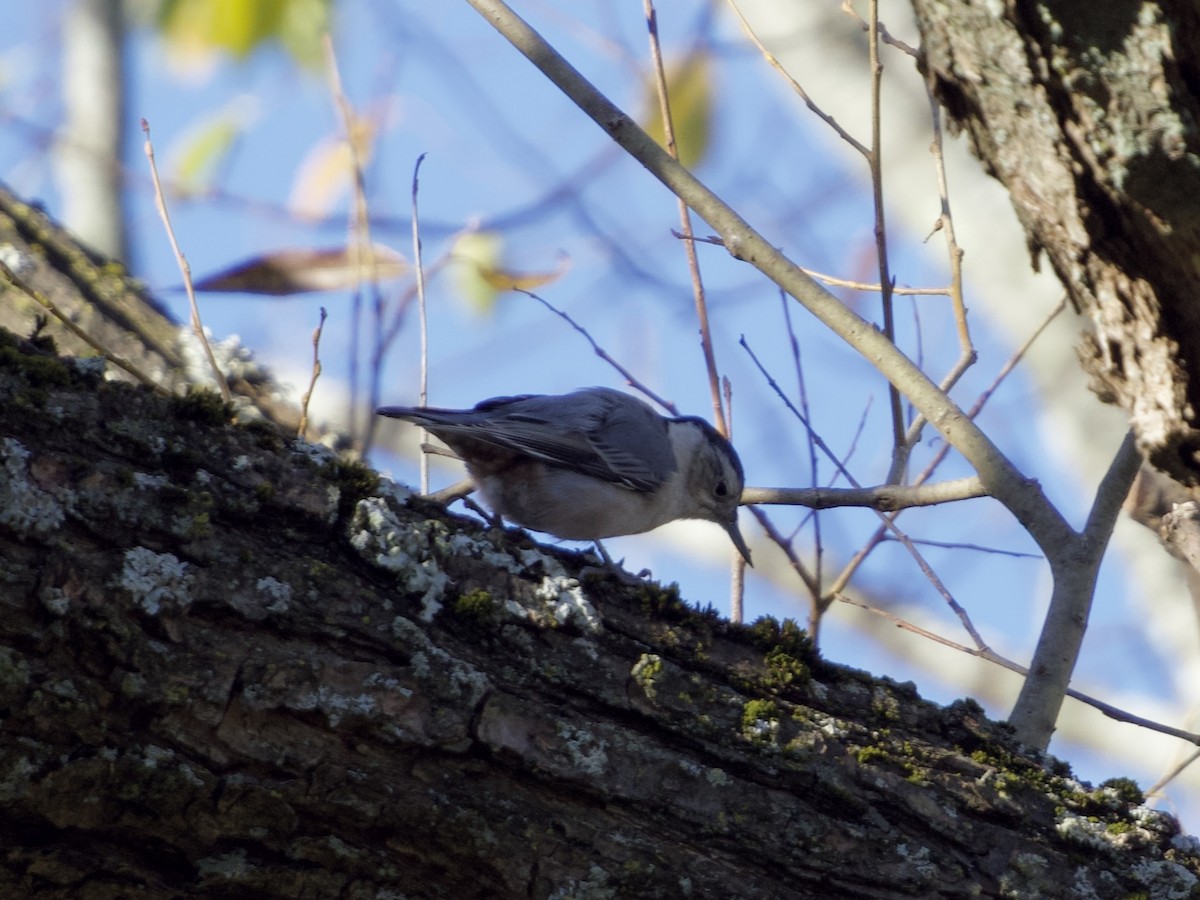 White-breasted Nuthatch - ML643773437