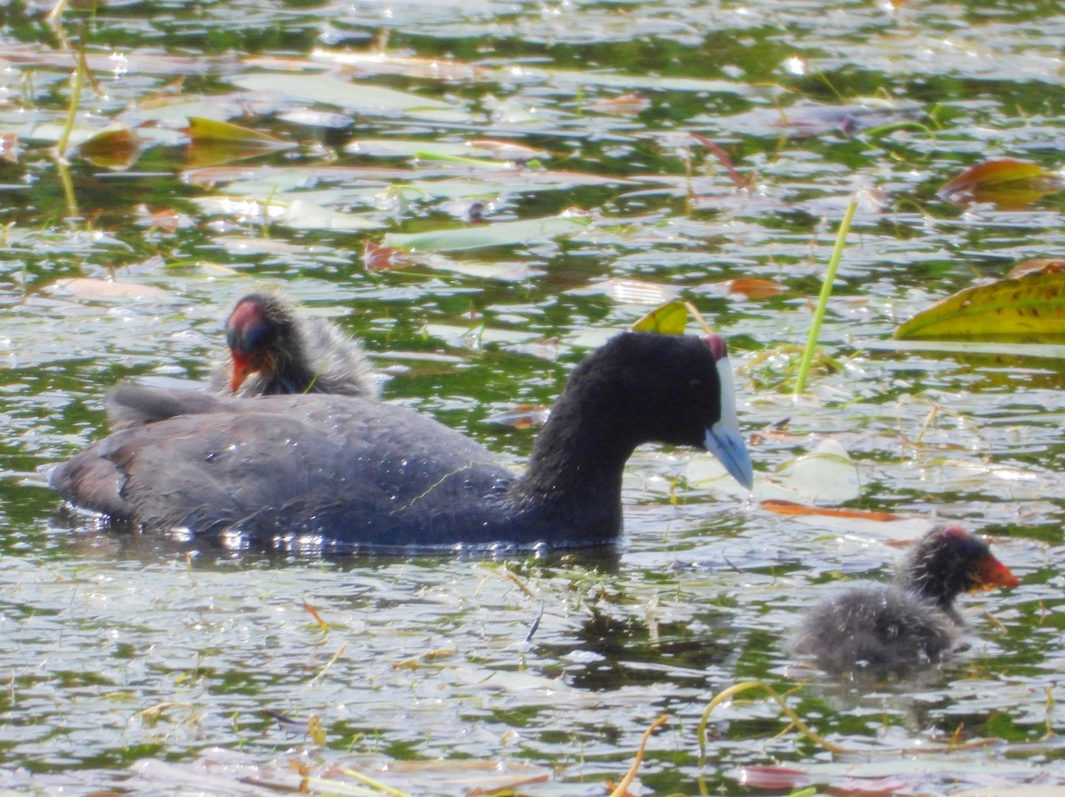 Red-knobbed Coot - ML643773440