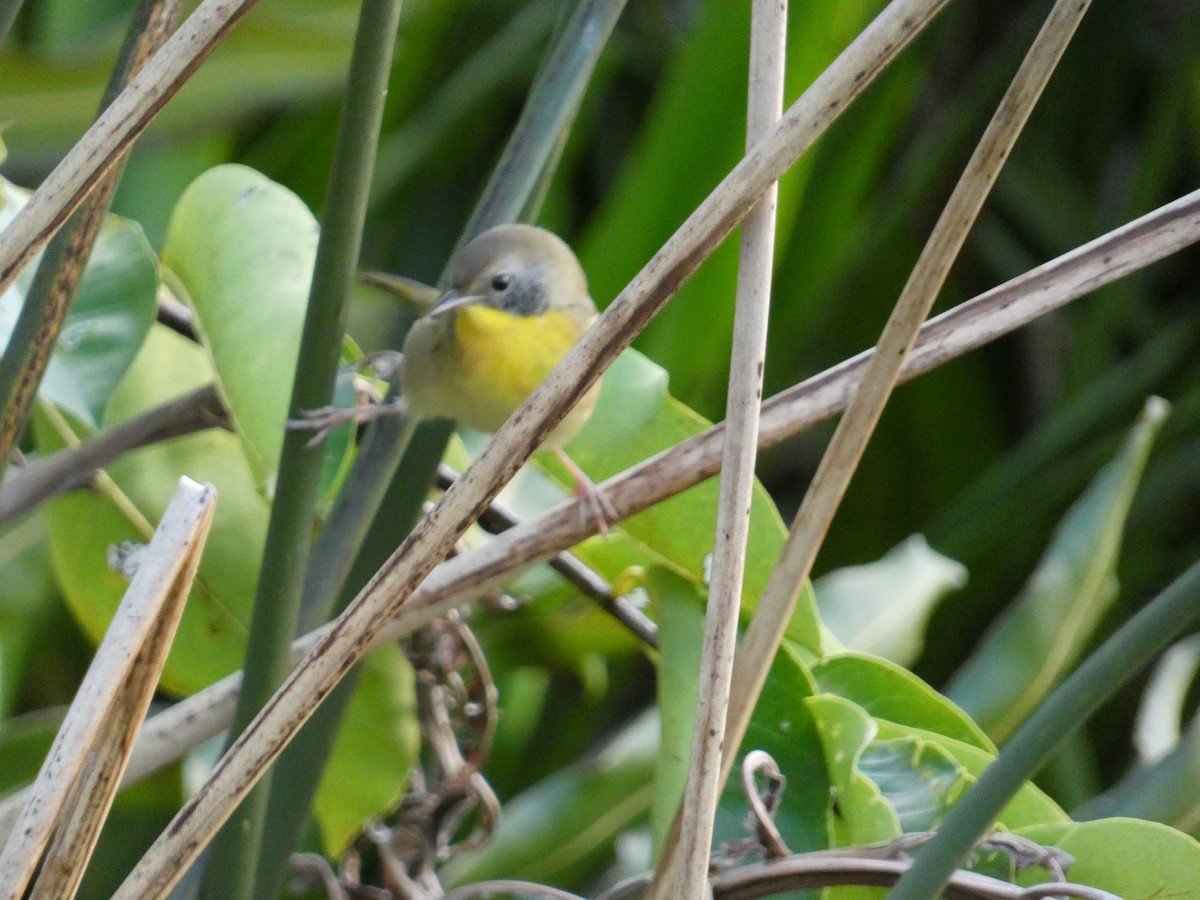 Common Yellowthroat - ML643773442
