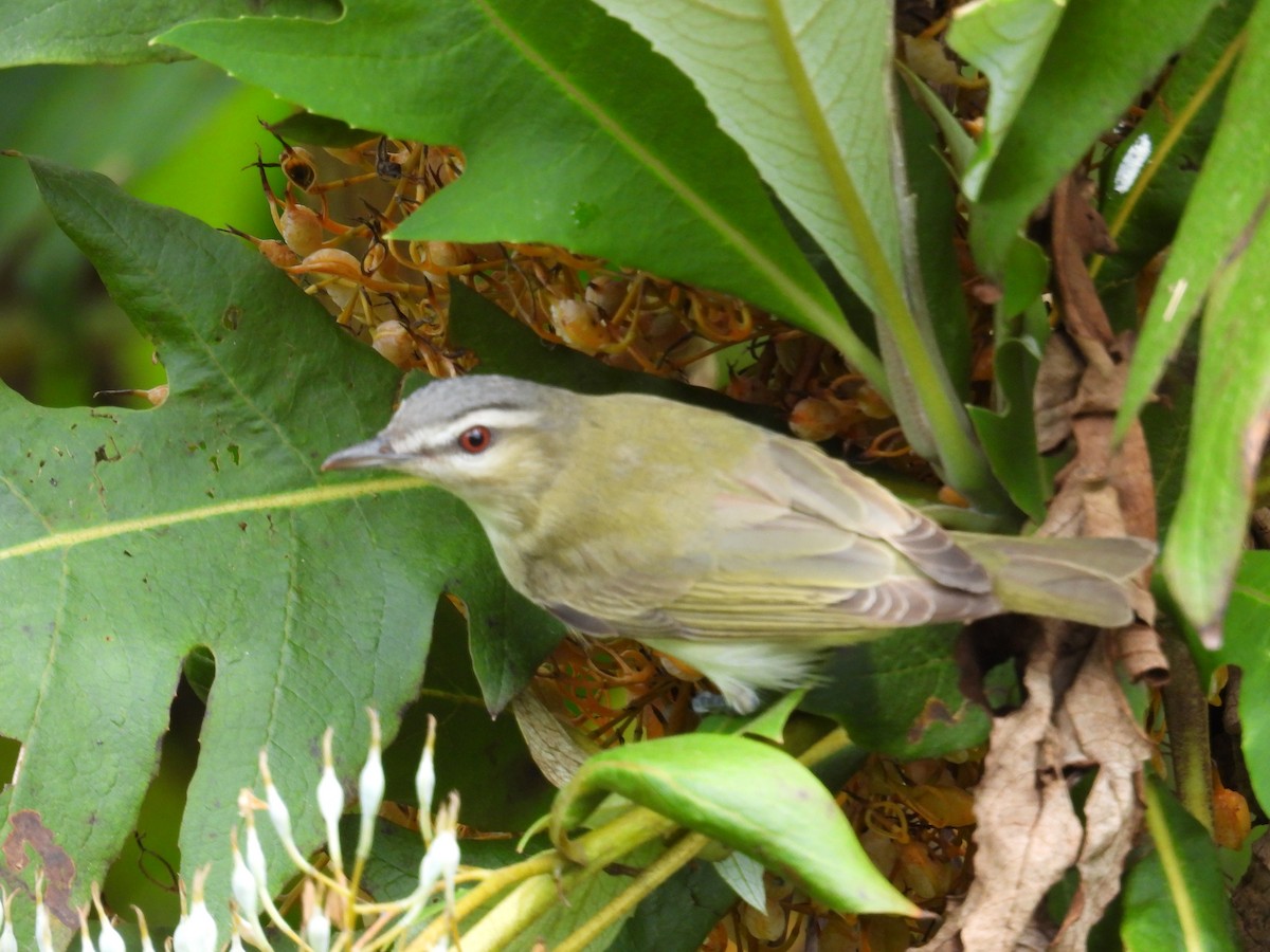 Red-eyed Vireo - ML643773458