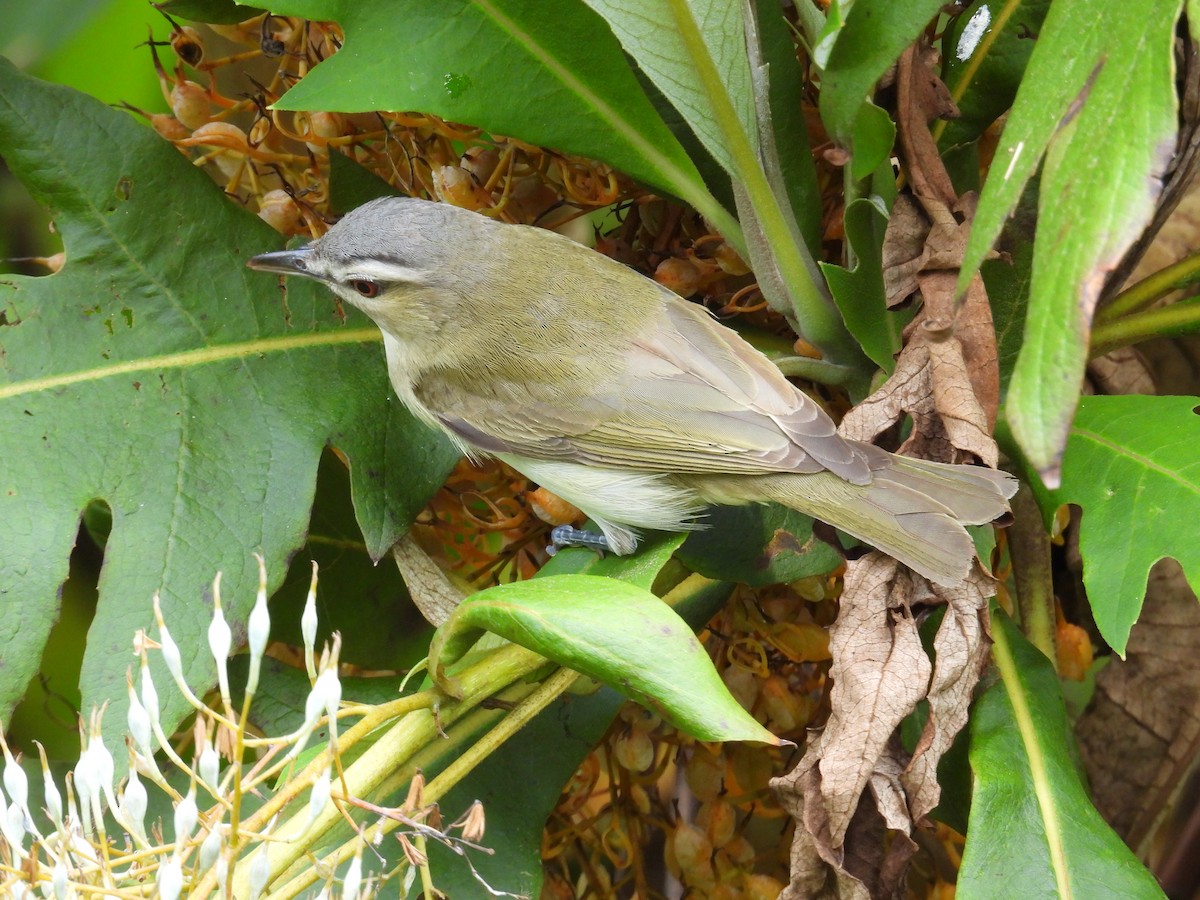 Red-eyed Vireo - ML643773459