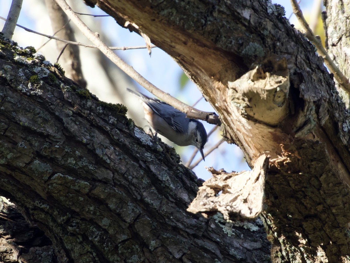 White-breasted Nuthatch - ML643773460