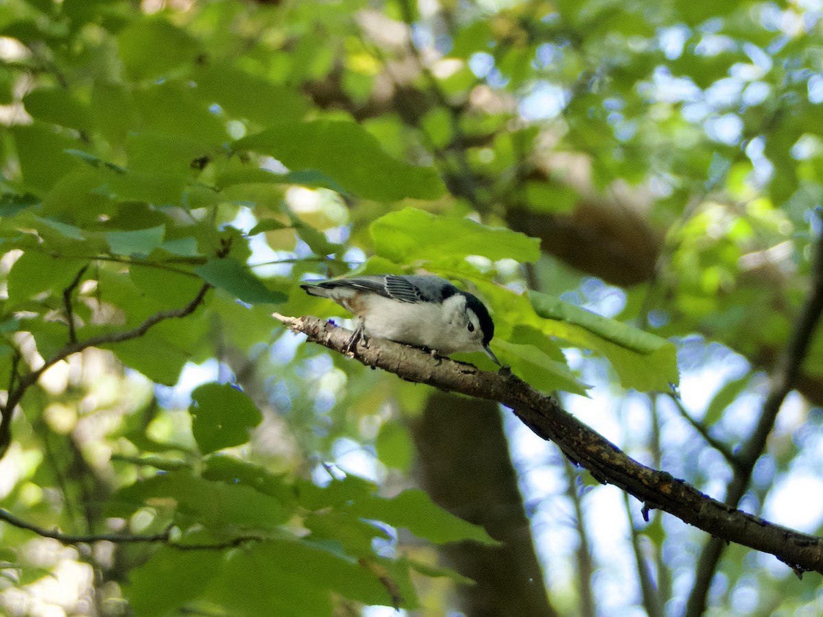 White-breasted Nuthatch - ML643773469