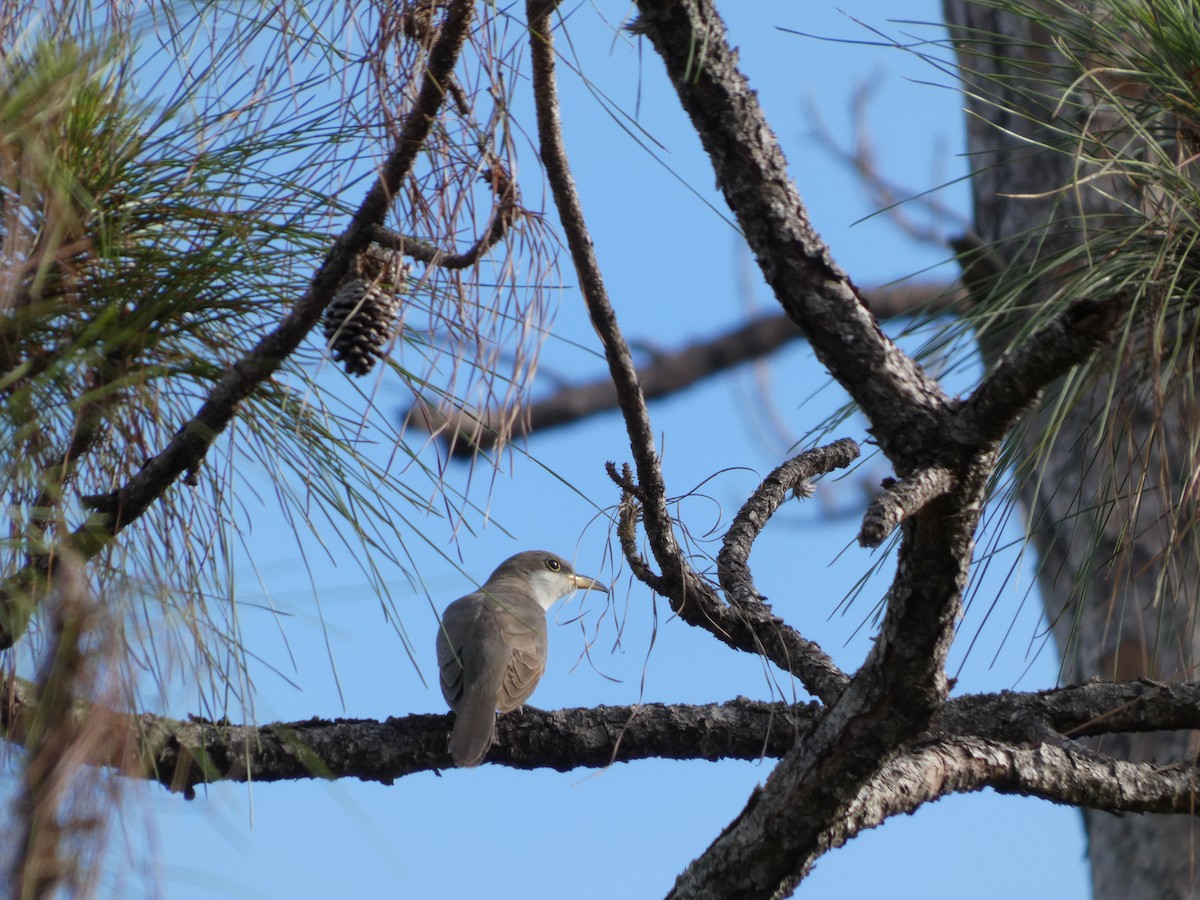 Yellow-billed Cuckoo - ML643773470