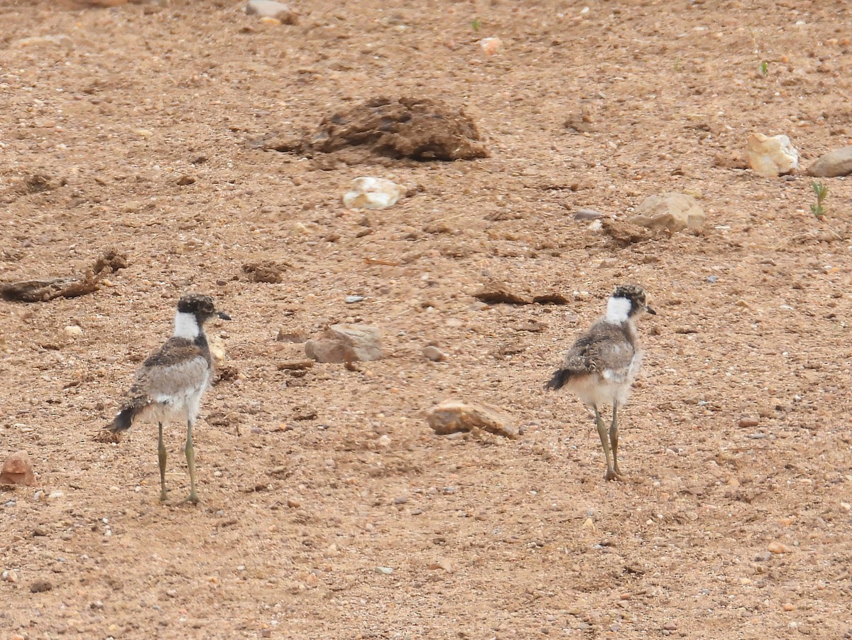 Blacksmith Lapwing - ML643773478