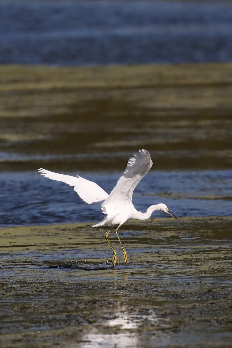Snowy Egret - ML643773479