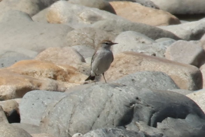 White-browed Ground-Tyrant - ML643773486