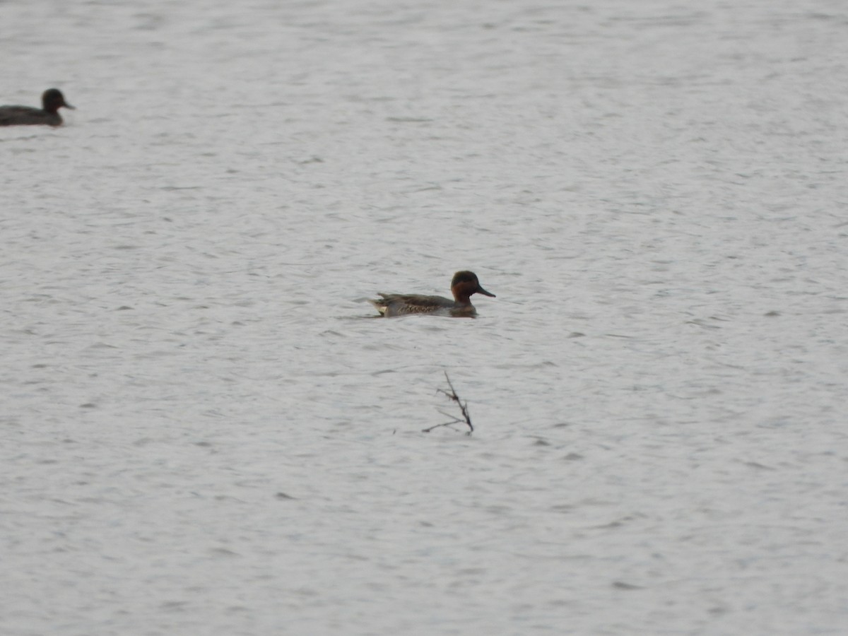 Green-winged Teal - ML643773495