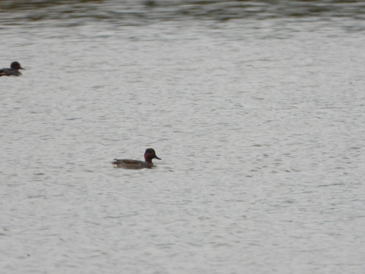 Green-winged Teal - ML643773498