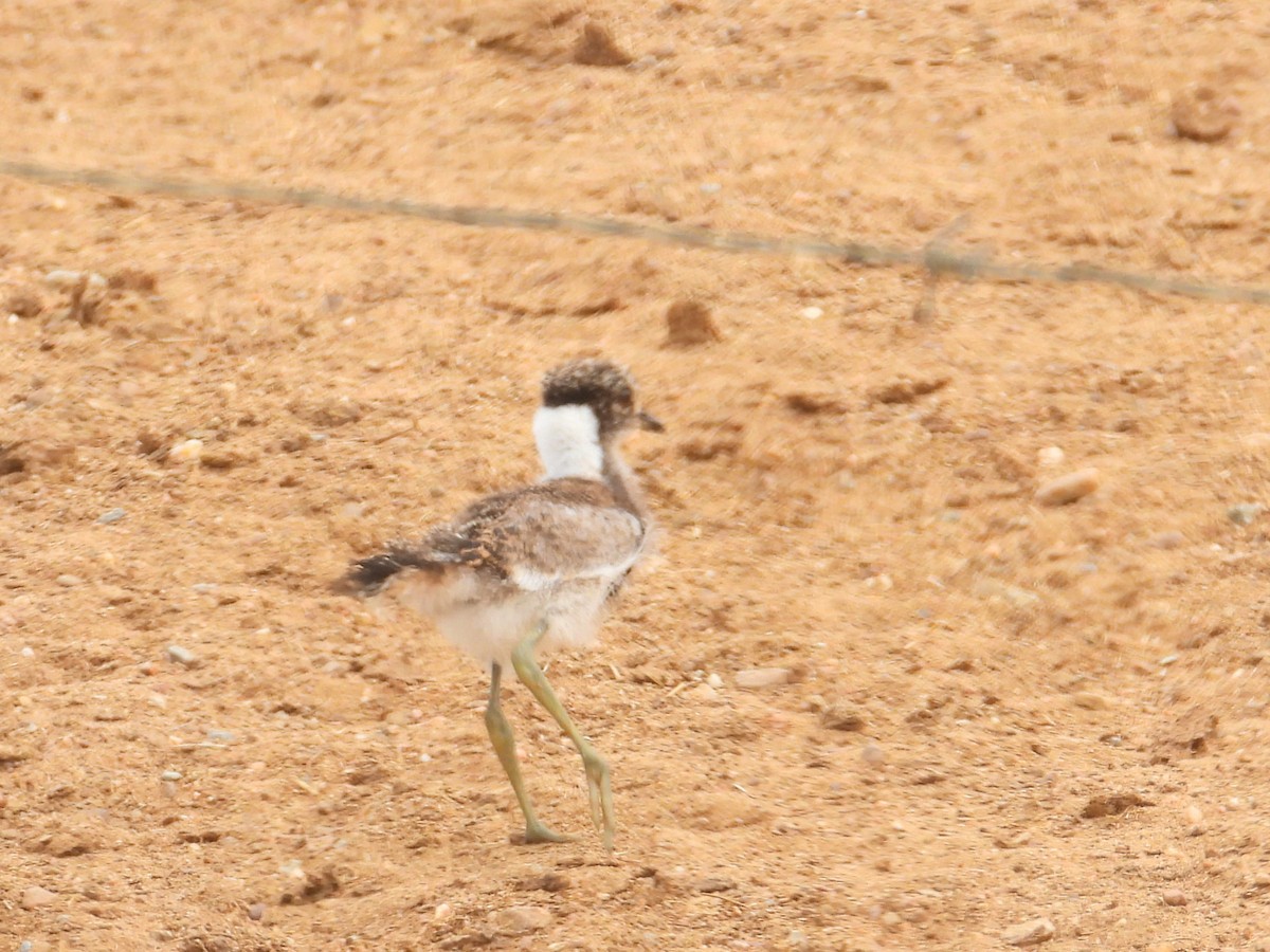 Blacksmith Lapwing - ML643773502