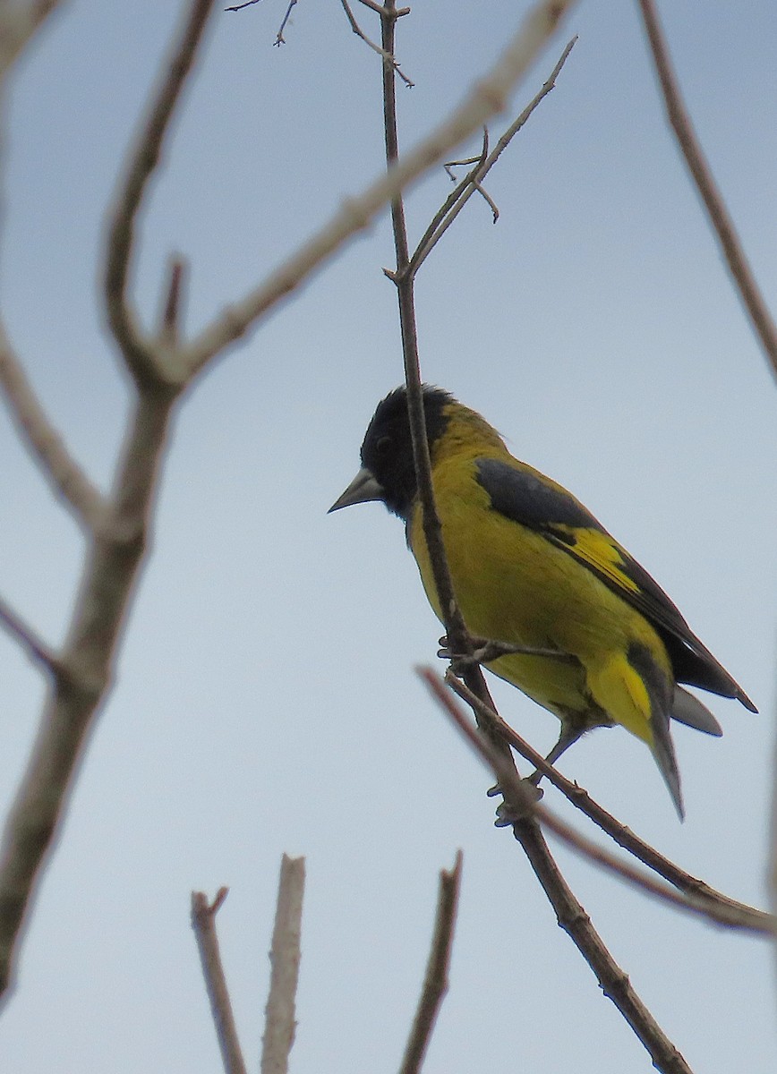 Black-headed Siskin - ML643773503